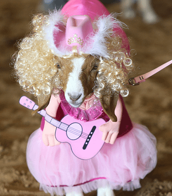 goat pink dress Goat wearing a pink dress" Sticker for Sale by goatgeneration