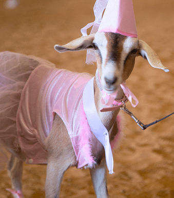 Compete in Goat Couture '25 - Goat Couture